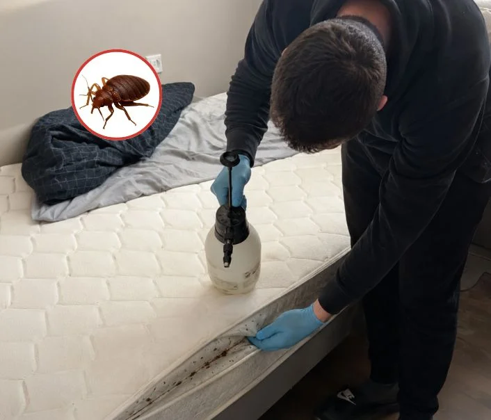 Technicien traitant un matelas contre les punaises de lit à Conches-sur-Gondoire